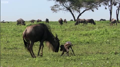 Wildebeest Calf Birth | Nature's Great Events | BBC Earth