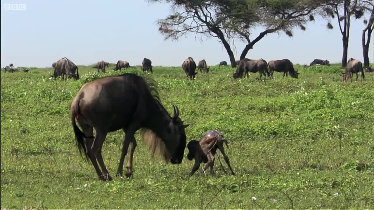 Wildebeest Calf Birth | Nature's Great Events | BBC Earth