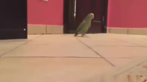 Super Funny parrots compilation #2