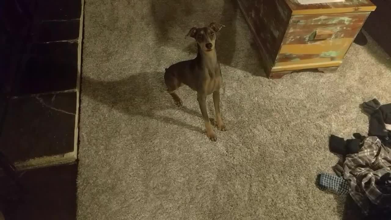 German Pinscher Can't Roll Over