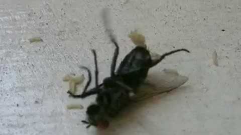 Close-up of a fly releasing maggots