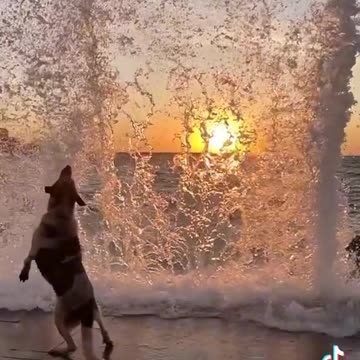 Lovely Dog Enjoying the Sun Set Beside the River