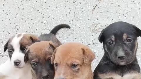 Street baby dog