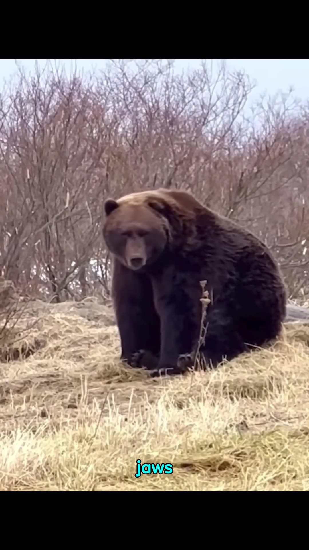 grizzly bear vs polar bear
