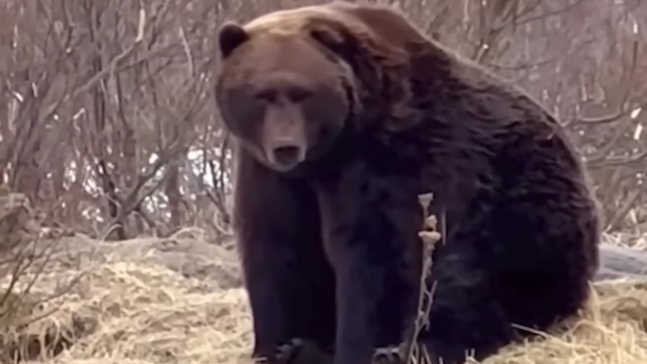 grizzly bear vs polar bear