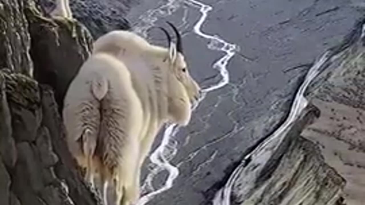 Mountain Goat top of the mountain #short
