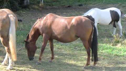 3 Horses in Germany