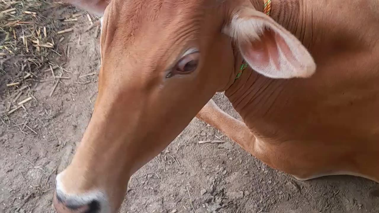 Cows eating video