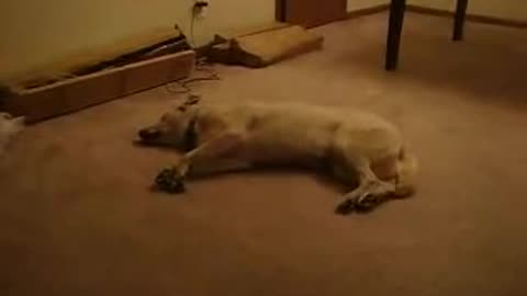 Dog sleep walks and bumps into a wall. Literally.