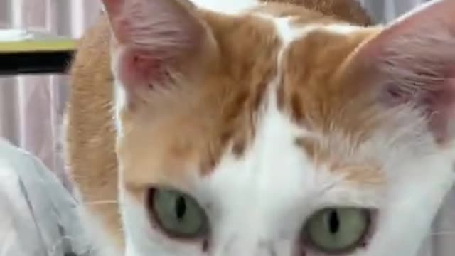 Cat_activation_mrrp-squeak_-_Best_Of_The_2021_Funny_Animal_Videos.