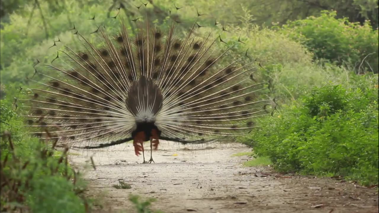 The Amazon Rain Forest in Drone Camera on 4K // INTERNATIONAL VIBE !