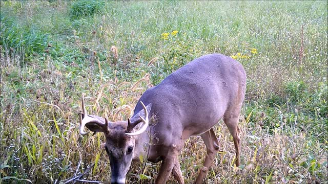 Fred Zepplin 2021, Biggest & Best Buck Video This Year So Far!