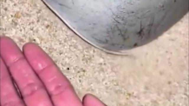 Do you know the name of this sea creature? They have a hard shell