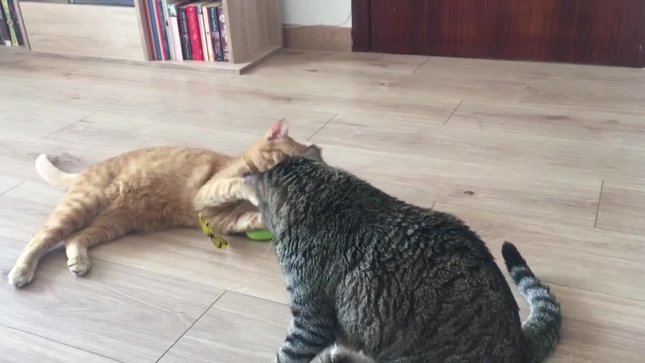 Funny Cats Playing #3 - Funny Videos