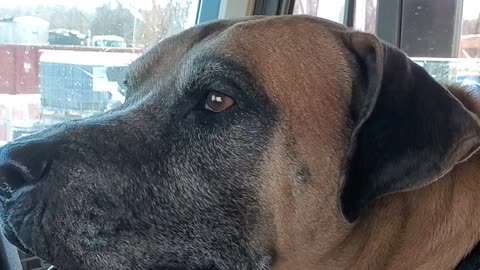 Denis P Hound, opinion on cats