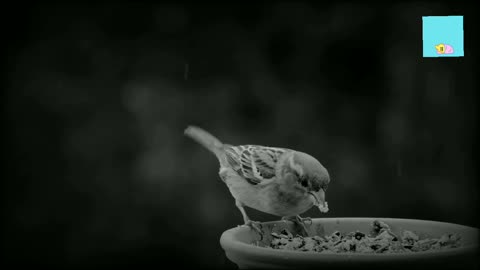 Sparrow feeding video.