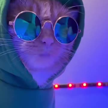 Cat Club shorts viral catclub