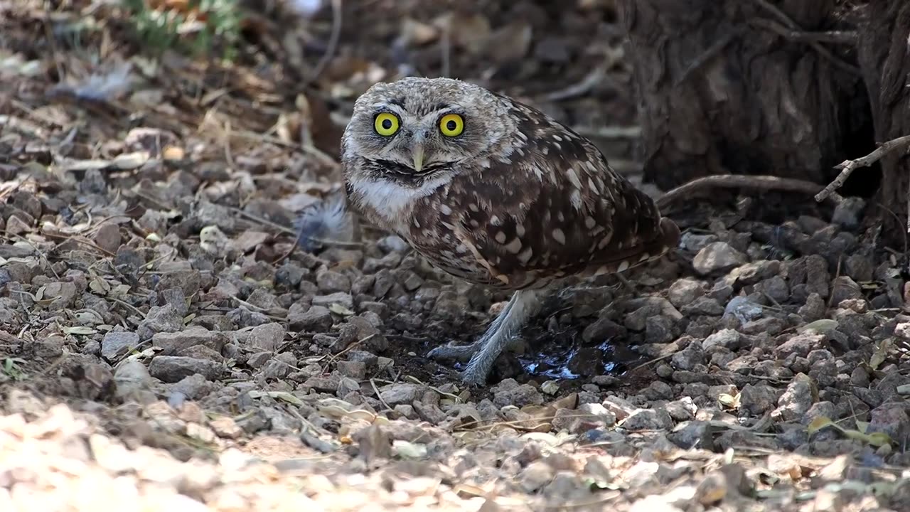 Burrowing Owl Stare