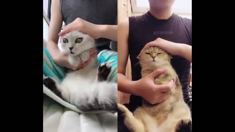 Dancing cat