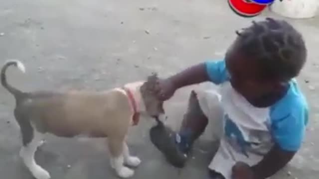 Funny fight between a dog and a little girl.