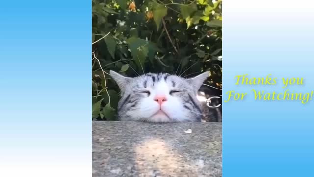 Cute dogs and cats funny videos 2021.