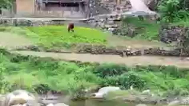 Life at the country side