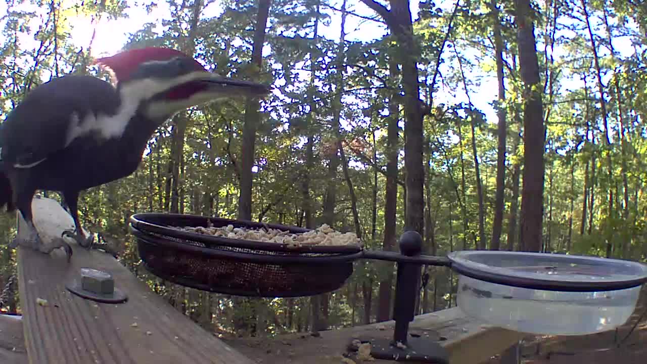 Check out the local pileated woodpecker