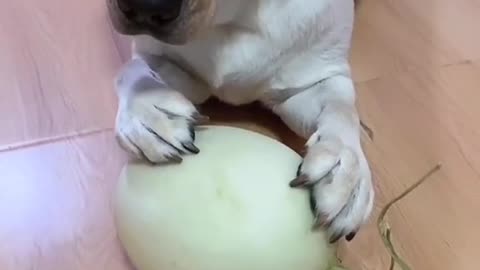 Funny cute dog scared by cantaloupe