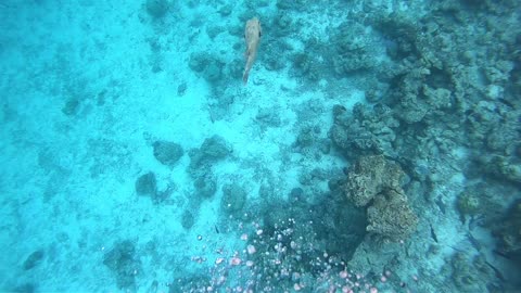 Bubble Rings vs Giant Puffer Fish