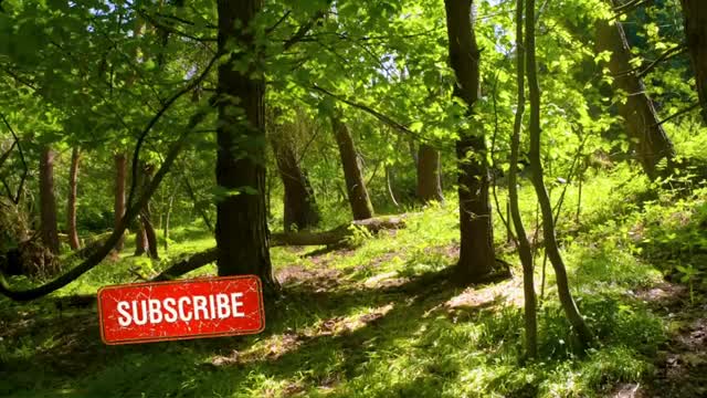 Relaxing Nature Birds sounds