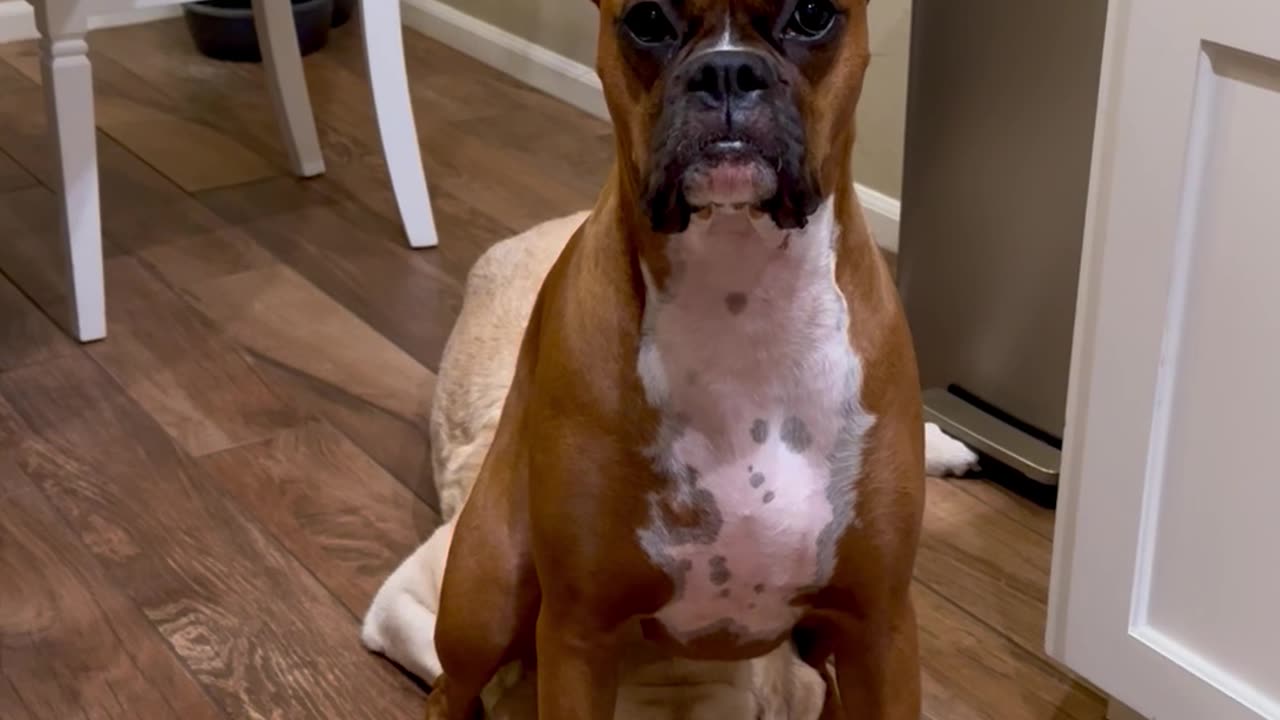 Boxer Dog Sits On Sibling