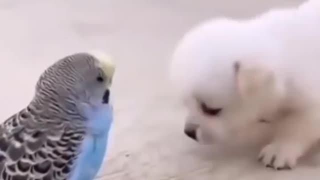 Little birds and dog