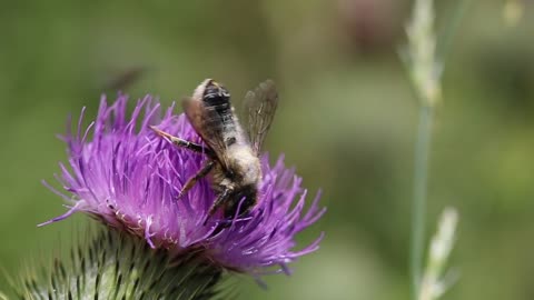 Bee feeding