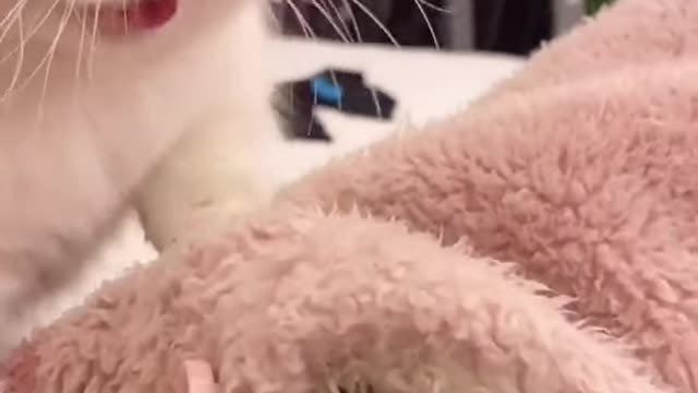 Cute Cats and Funny Animals Compilation