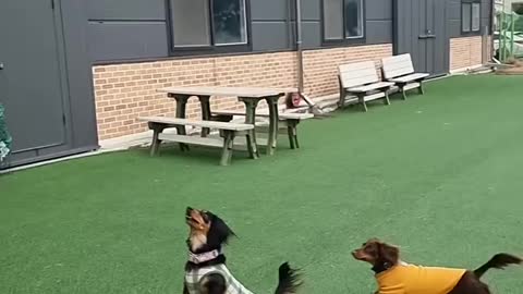 Dog catch ball