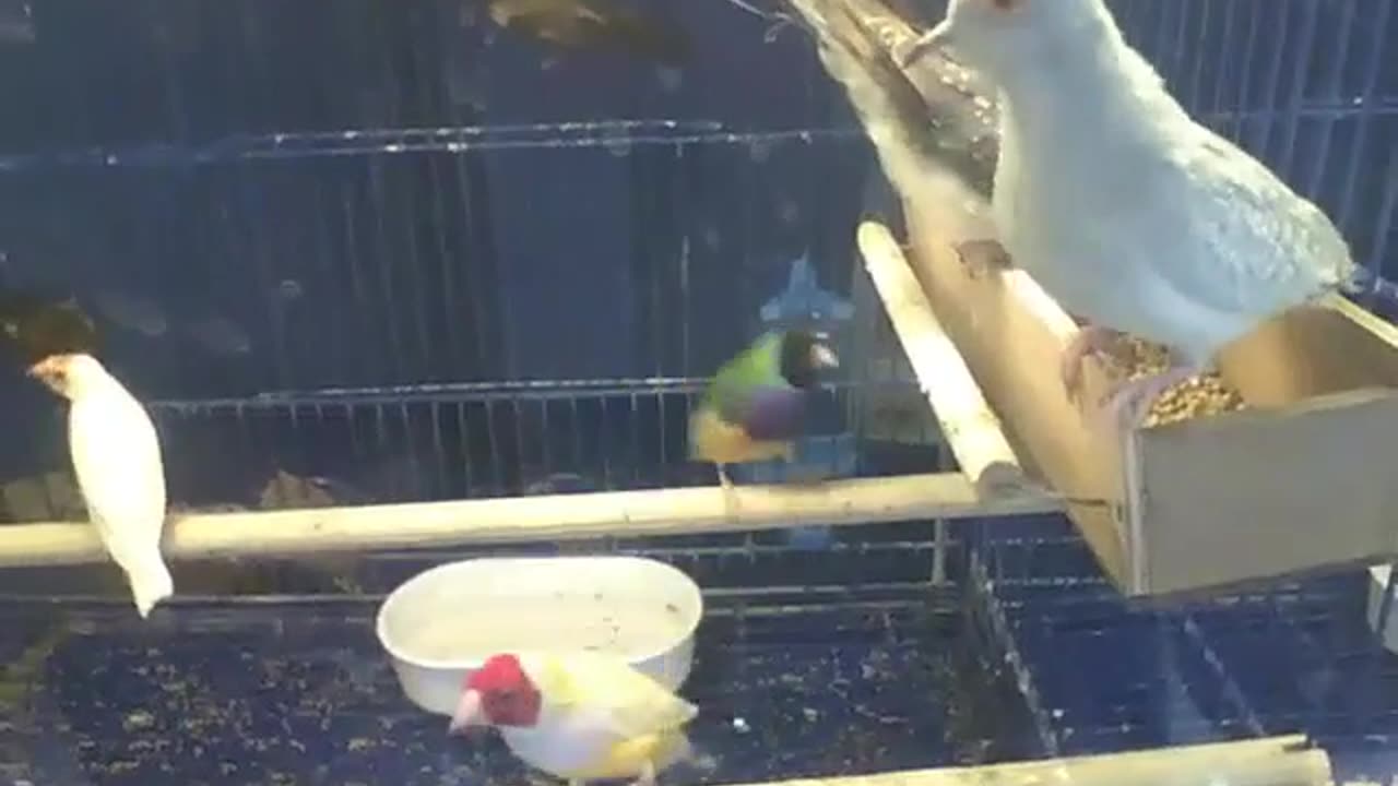 Lots of cute birds in the pet store [Nature & Animals]