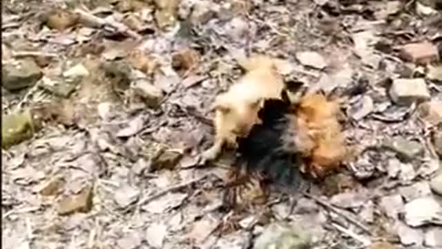 Chicken VS Dog Fight - Funny Dog Fight Videos