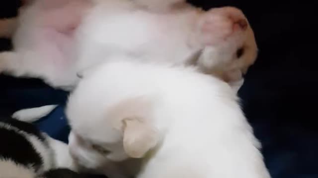 Cute little ones