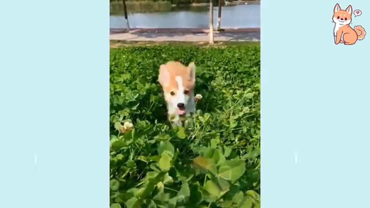 Funniest Confused Dogs Compilation 2024 | Funny Pet Videos