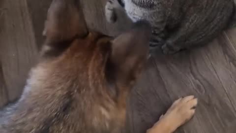 cat dog fight