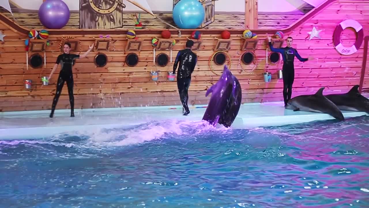 Young people and animals swimming in pool and playing together