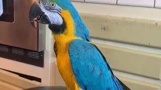 Parrot go round