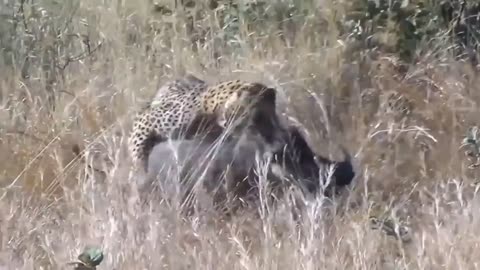 UNBELIEVABLE LEOPARD DIED A PAINFUL DEATH!!!