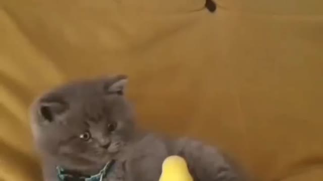 Cats funny video