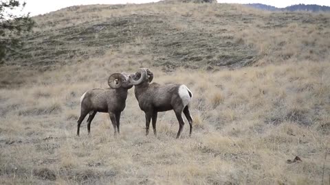 Bighorn Rams Head Butting