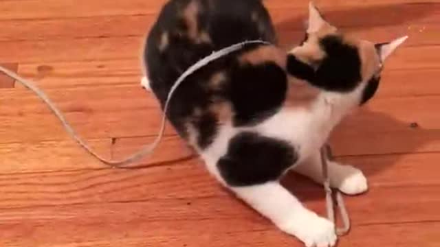 Hilarious Cat