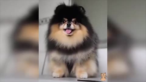 Cute Pets And Funny Animals Compilation video