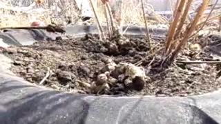 Jerusalem Artichokes ( Sunchockes ) Spring Harvest