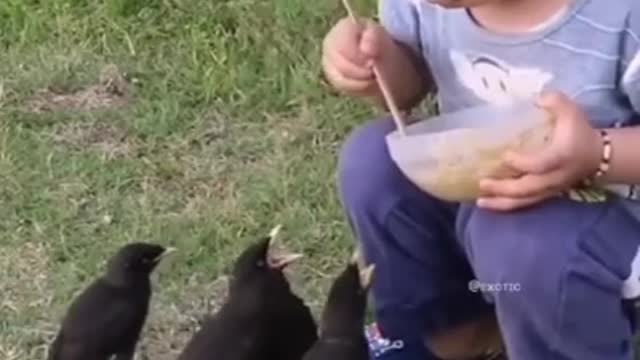 The child gives food to the birds