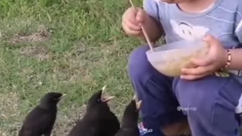 The child gives food to the birds